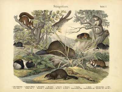Mammals by German School